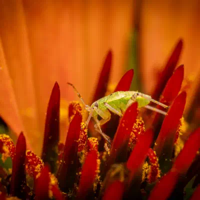 Apolygus lucorum