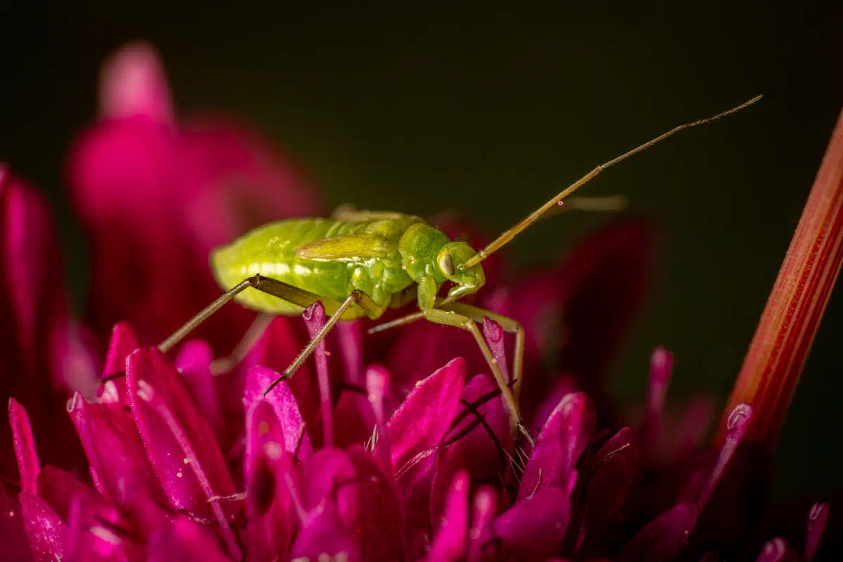 Capside de la luzerne