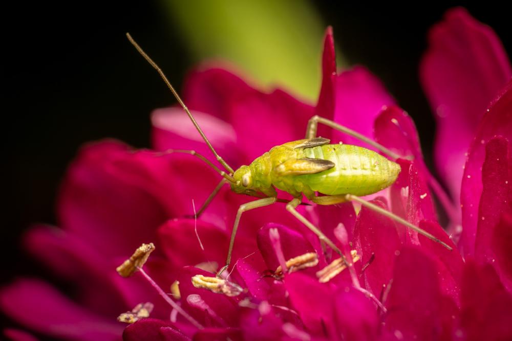 September 6, 2024 – Issue No. 385
– Issue No. 385: “Alfalfa Plant Bug“ Alfalfa Plant Bug