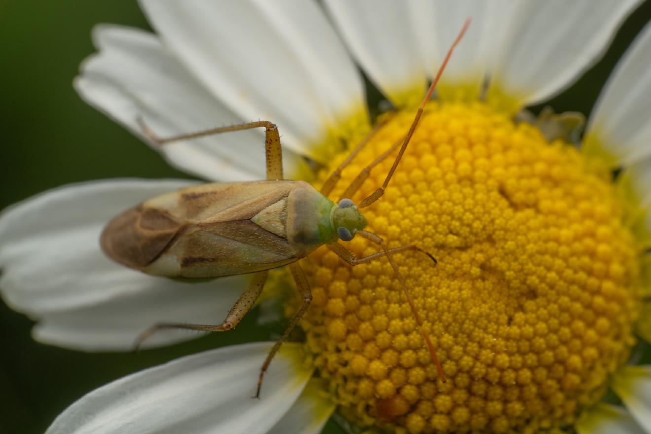 Alfalfa Plant Bug – No. 2