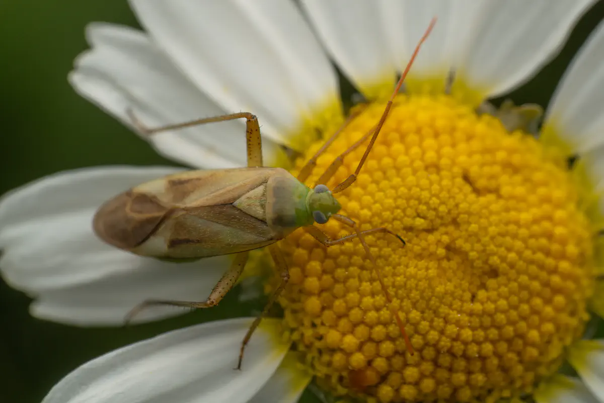 Alfalfa Plant Bug – No. 2
