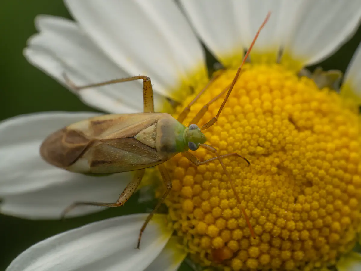 Alfalfa Plant Bug