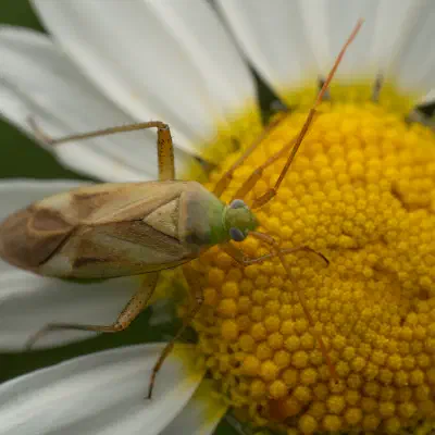 Capside de la luzerne
