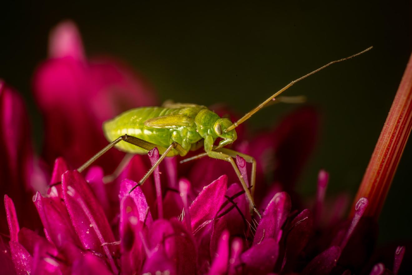 Alfalfa Plant Bug – No. 2