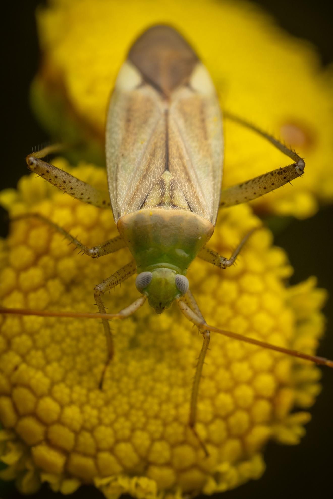 Alfalfa Plant Bug – No. 3