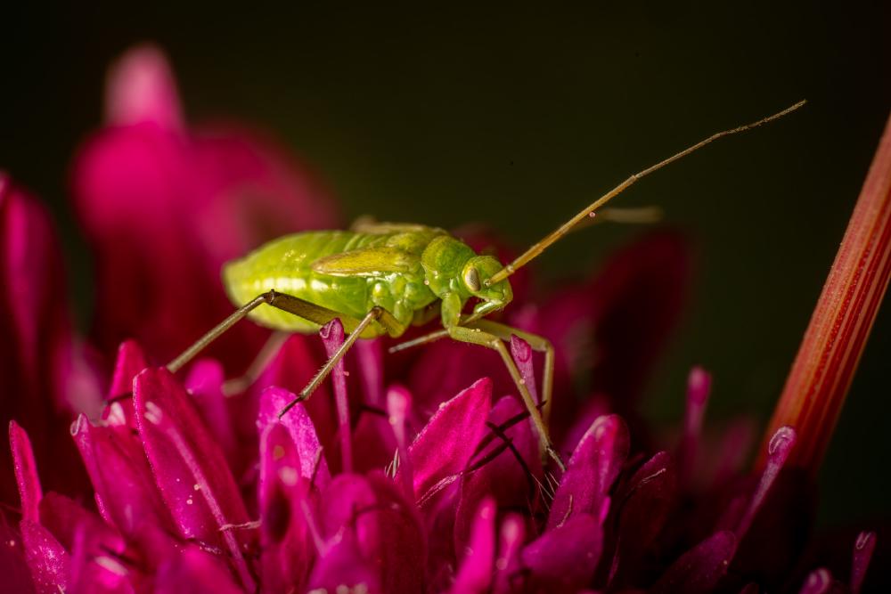 September 9, 2024 – Issue No. 388
– Issue No. 388: “Alfalfa Plant Bug“ Alfalfa Plant Bug