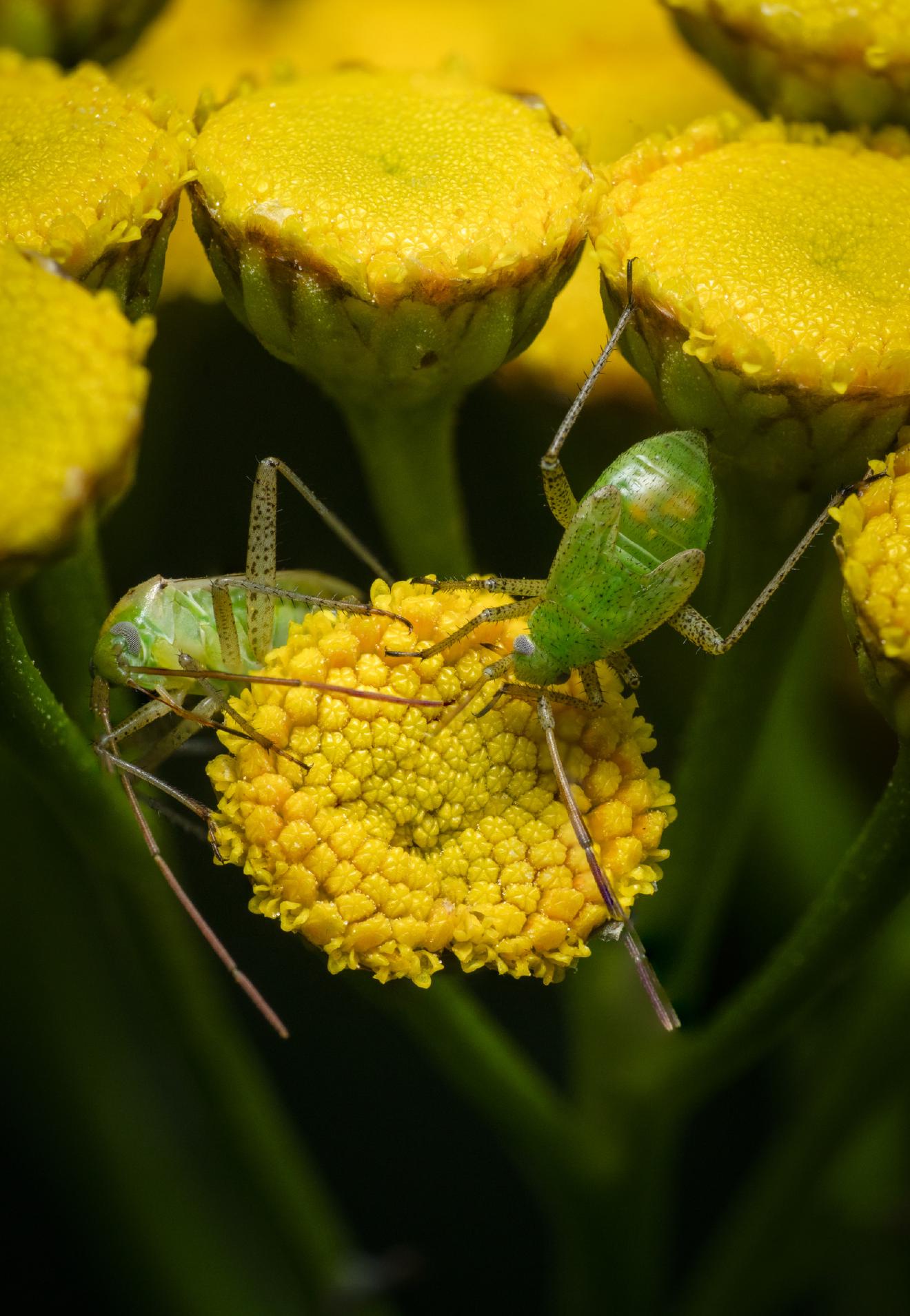 Alfalfa Plant Bug – No. 3