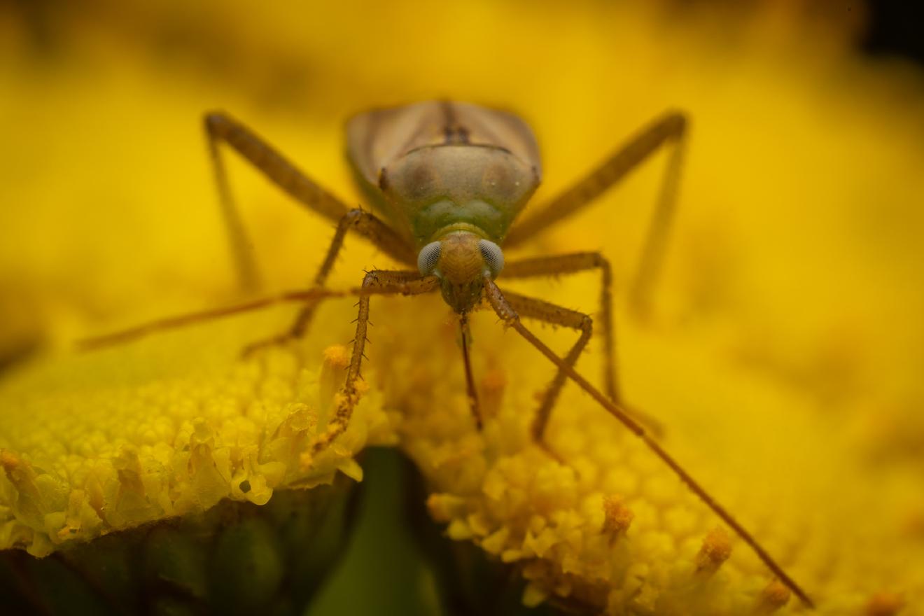 Alfalfa Plant Bug – No. 4