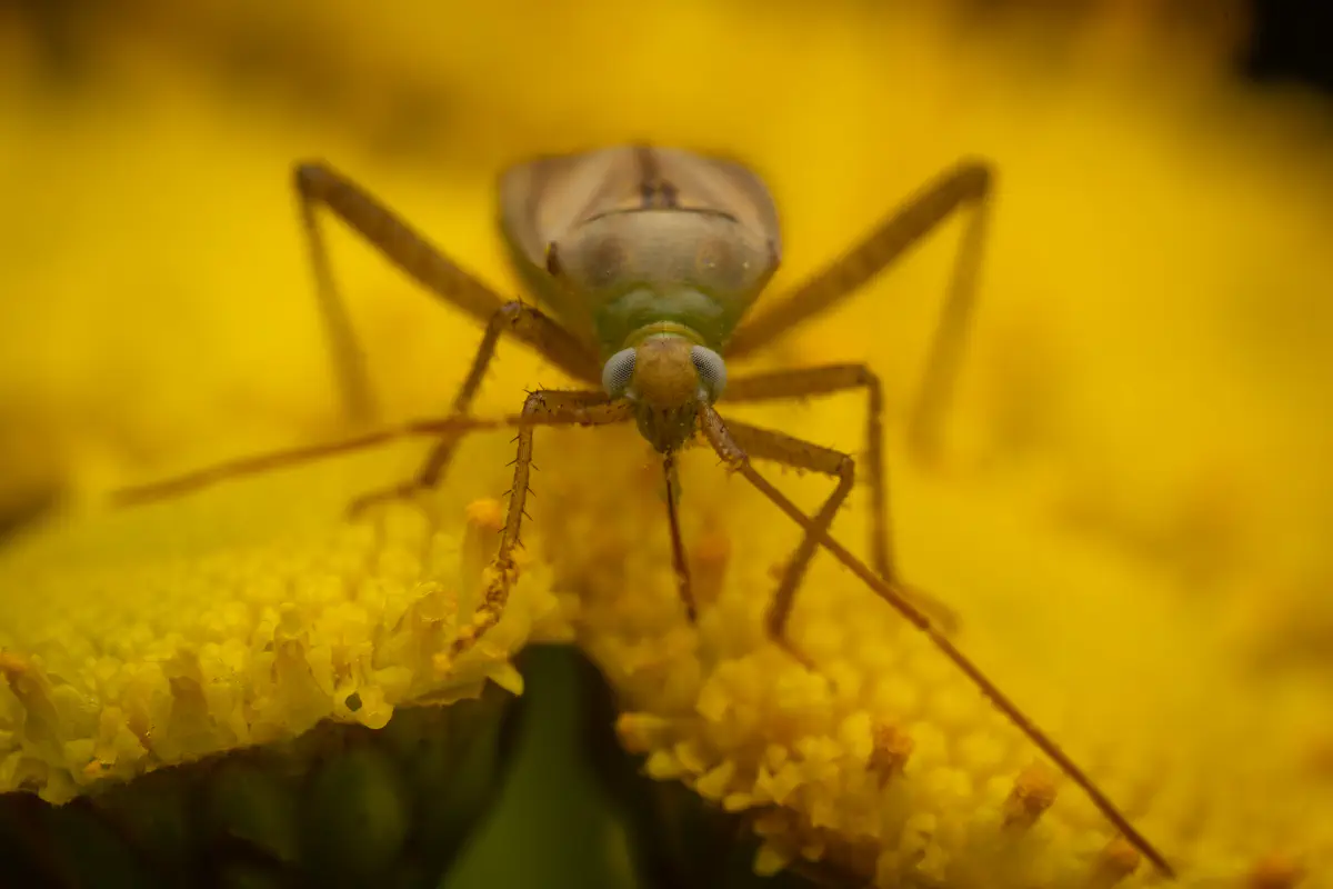 Alfalfa Plant Bug – No. 4