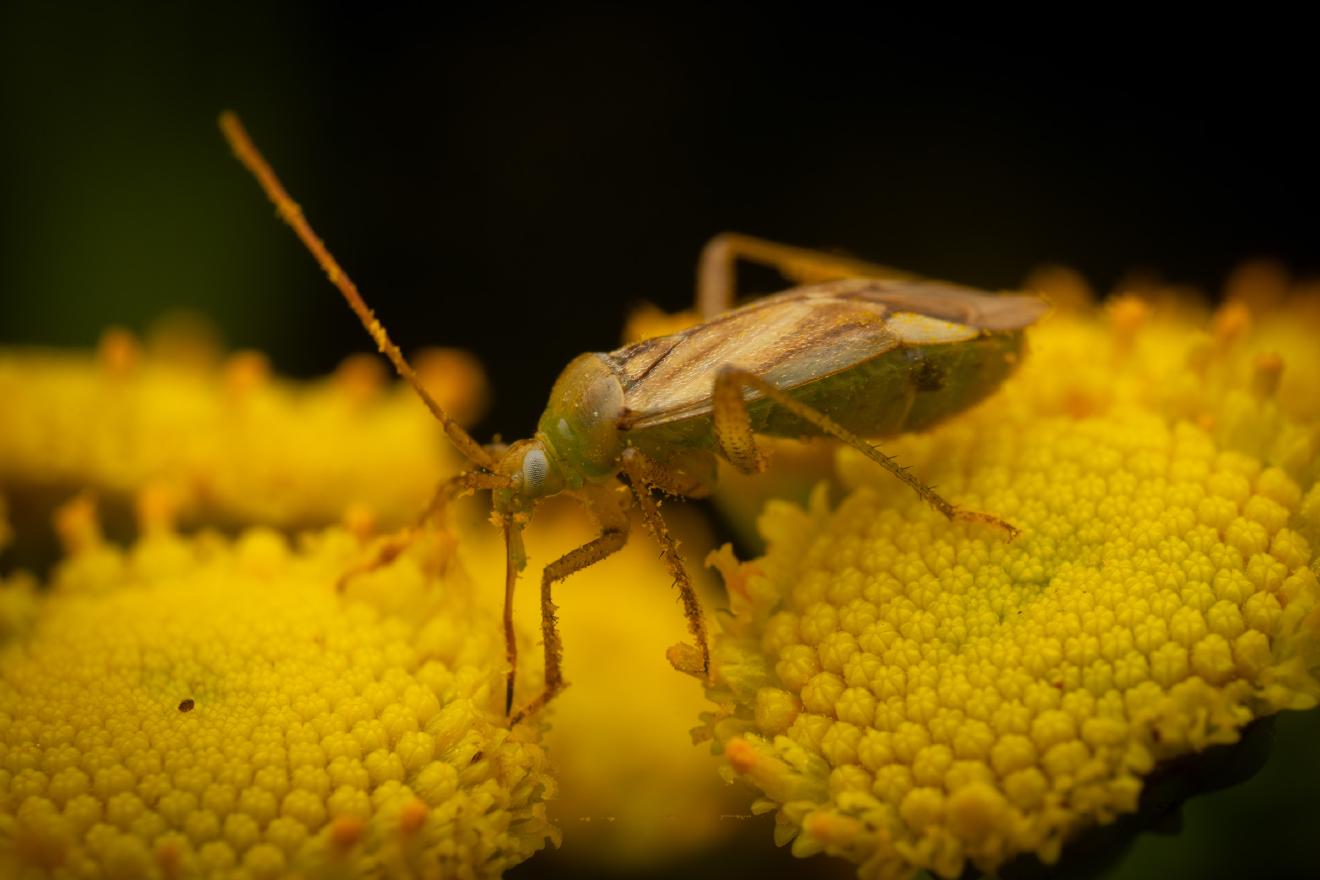 Alfalfa Plant Bug – No. 5