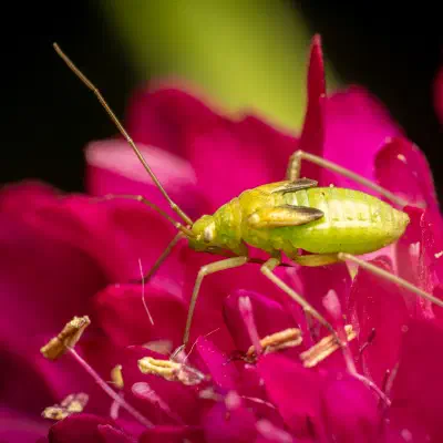 Capside de la luzerne