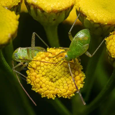 Capside de la luzerne