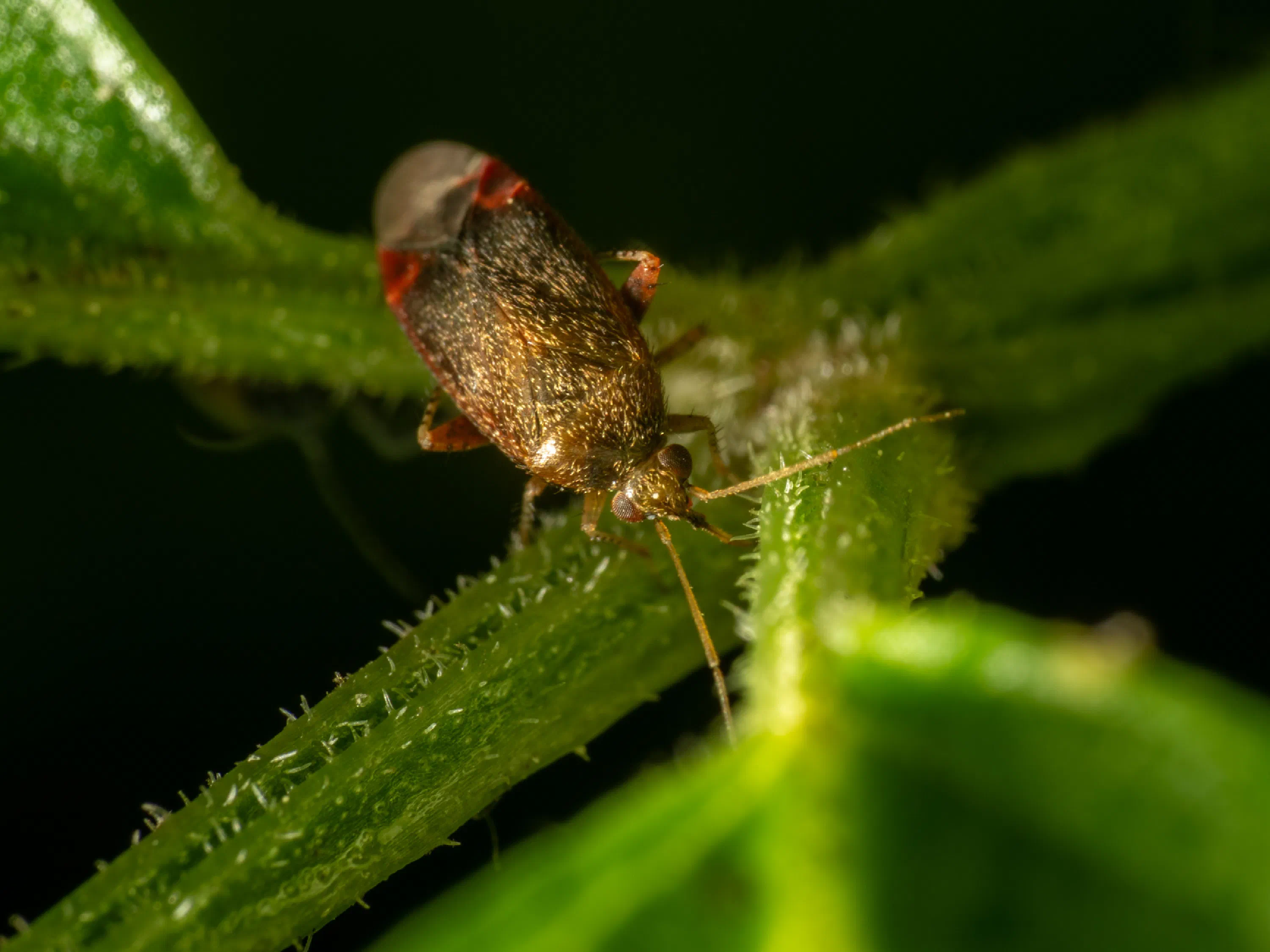 Psallus varians