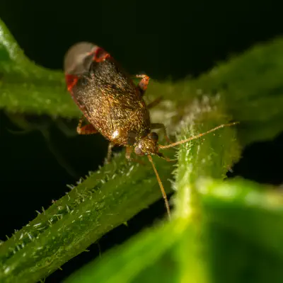 Psallus varians