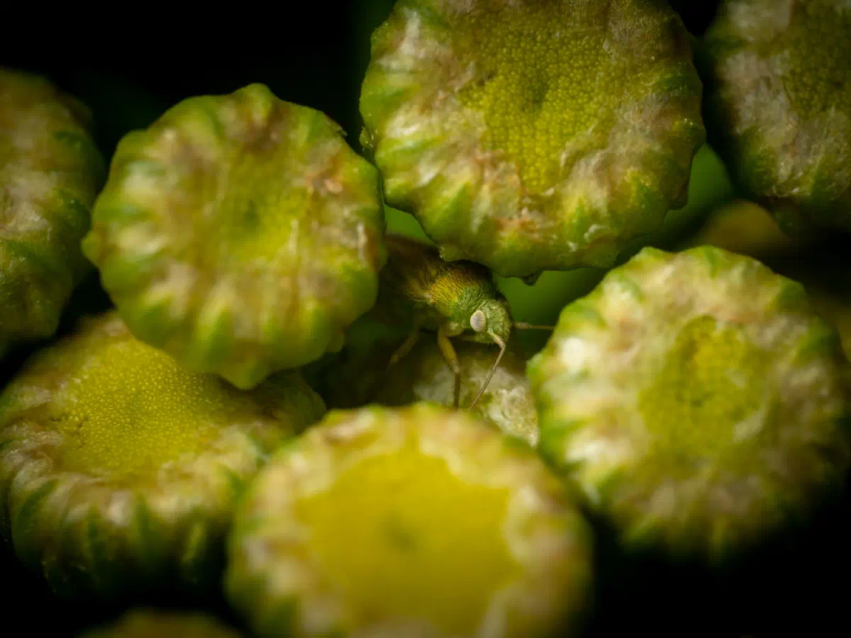 Megalocoleus tanaceti