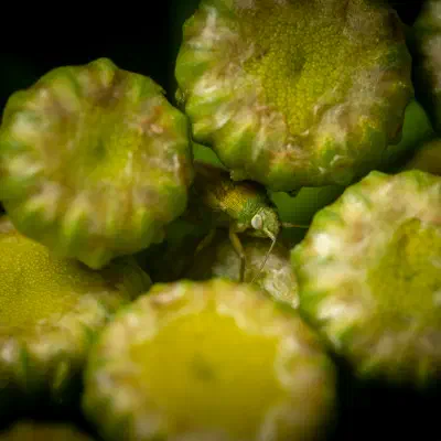 Megalocoleus tanaceti