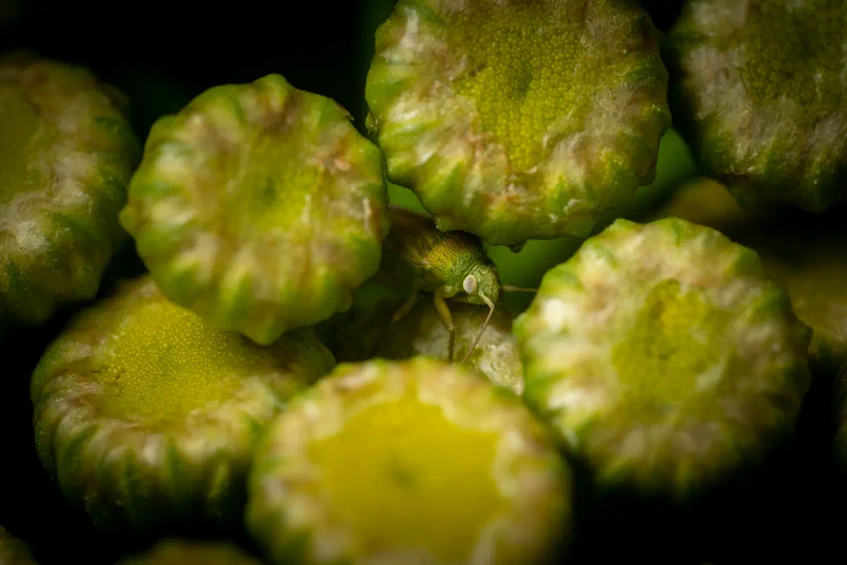 Megalocoleus tanaceti