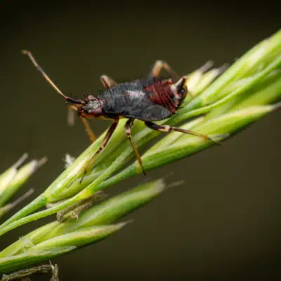 Rote Weichwanze