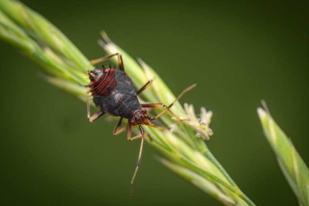 September 27, 2024 – Issue No. 406
– Issue No. 406: “red-spotted plant bug“ red-spotted plant bug