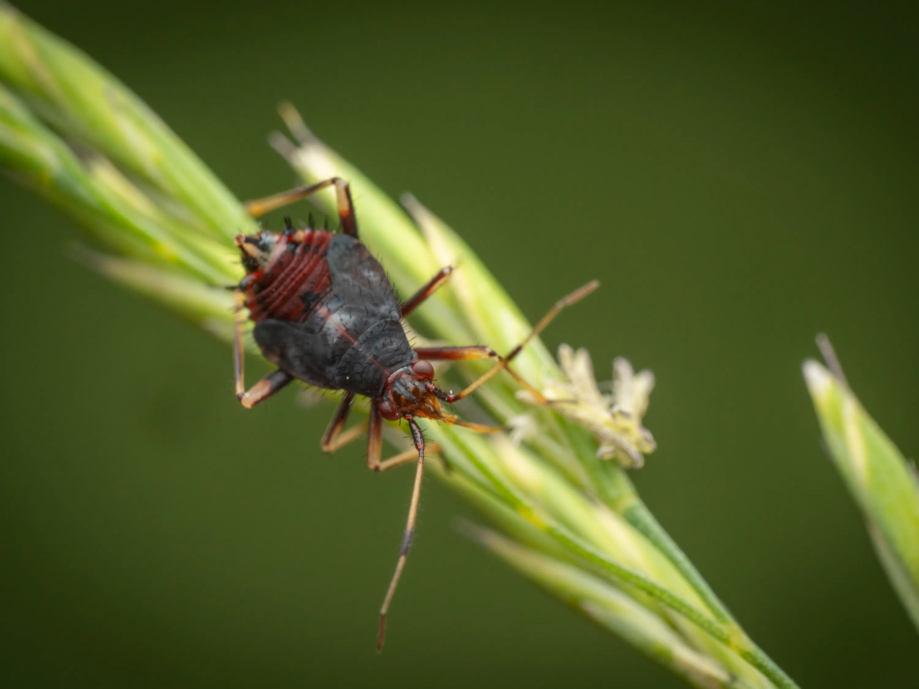 Deraeocoris ruber