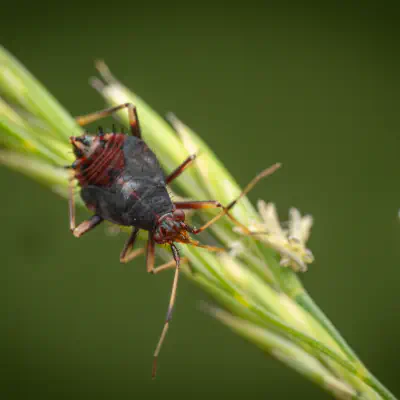 red-spotted plant bug