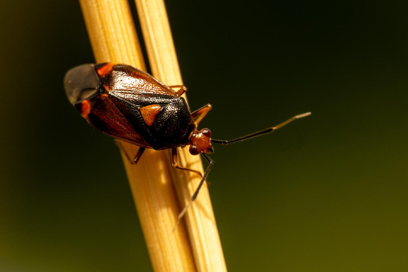 red-spotted plant bug – No. 1