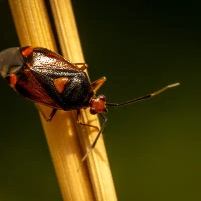 Red-spotted Plant Bug
