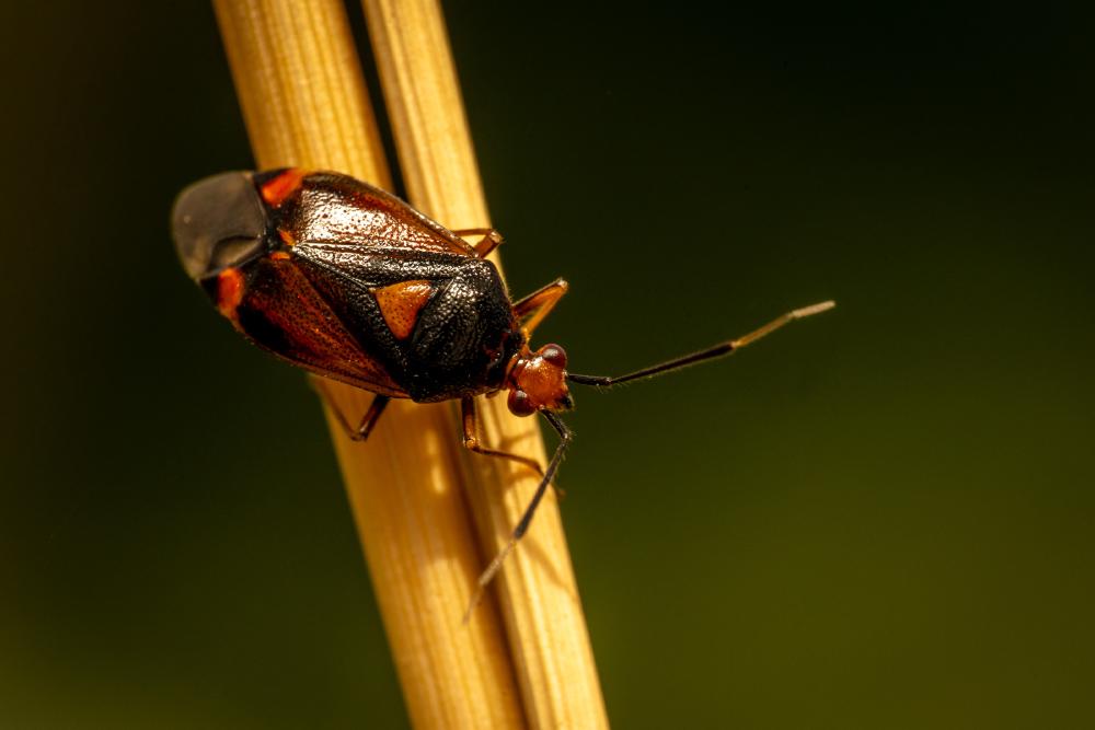 July 31, 2024 – Issue No. 348
– Issue No. 348: “red-spotted plant bug“ red-spotted plant bug