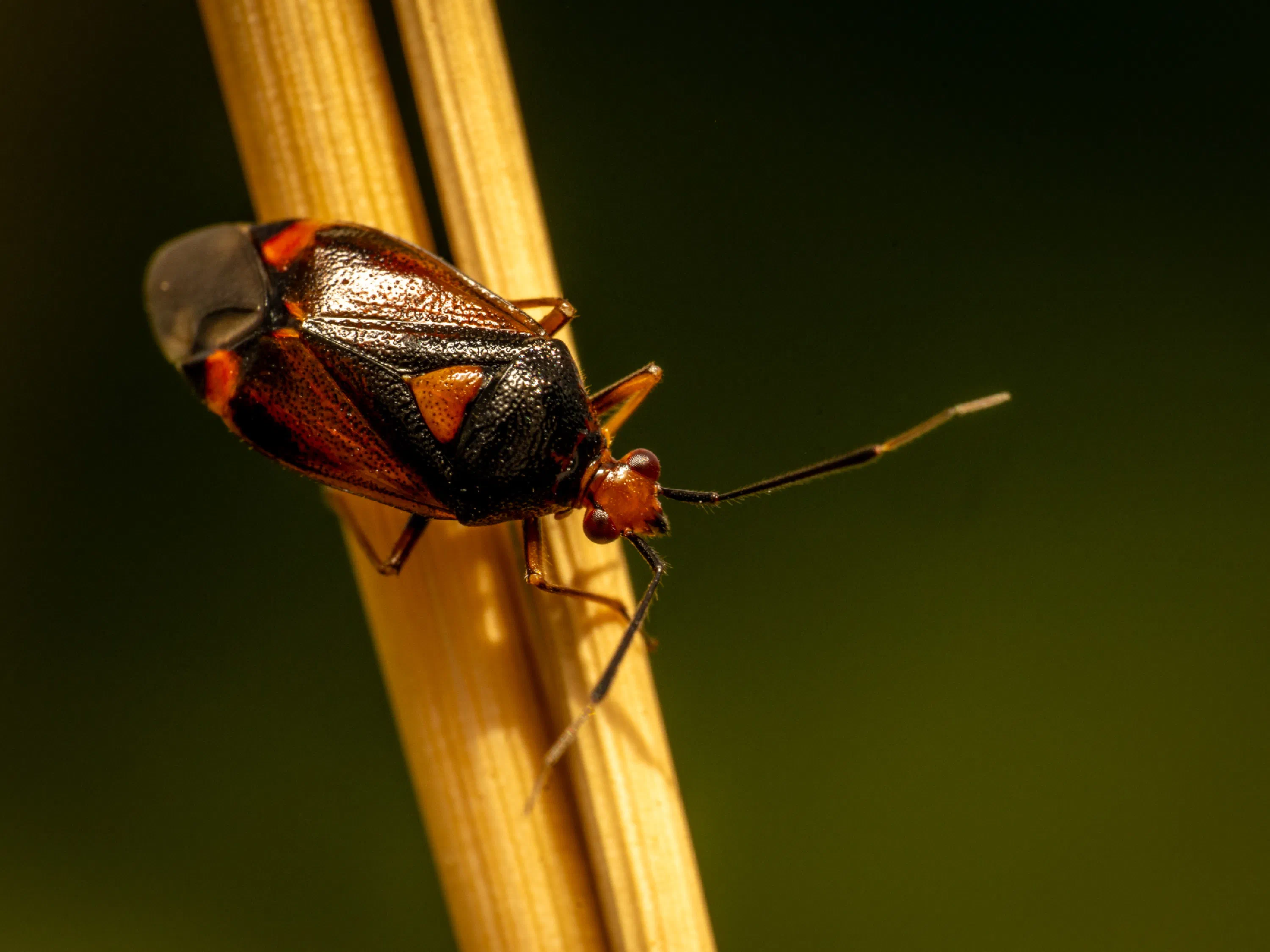 Deraeocoris ruber