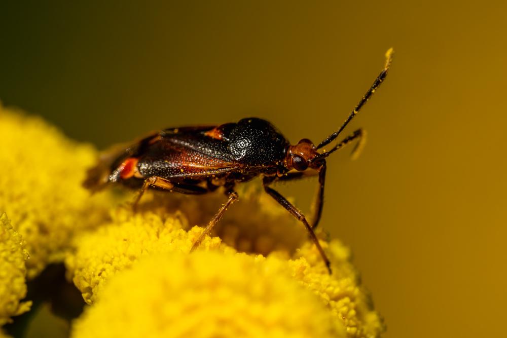 October 23, 2023 – Issue No. 66
– Issue No. 66: “red-spotted plant bug“ red-spotted plant bug