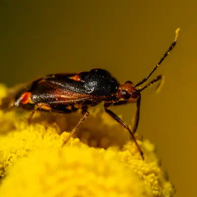 Red-spotted Plant Bug