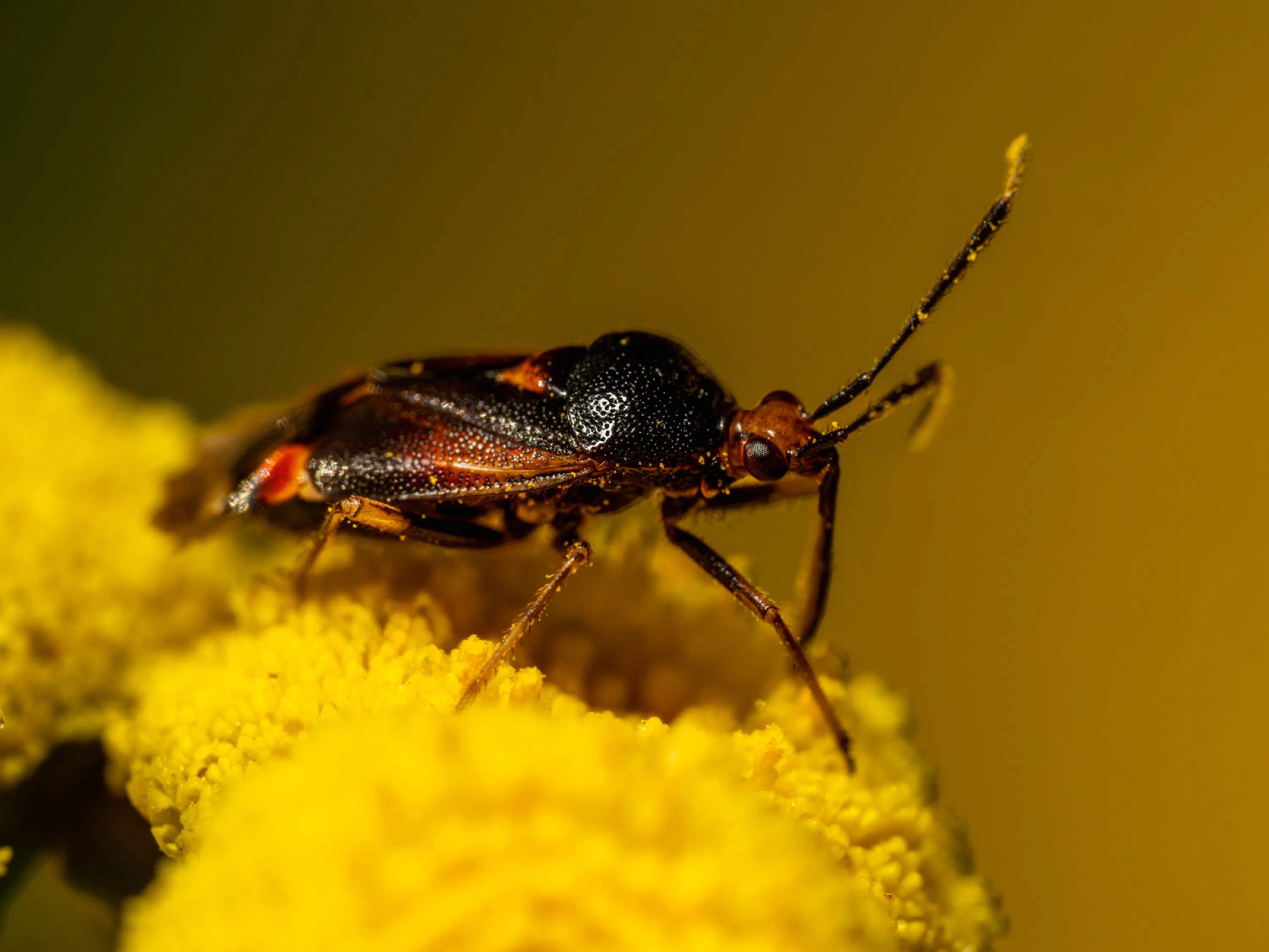 Deraeocoris ruber