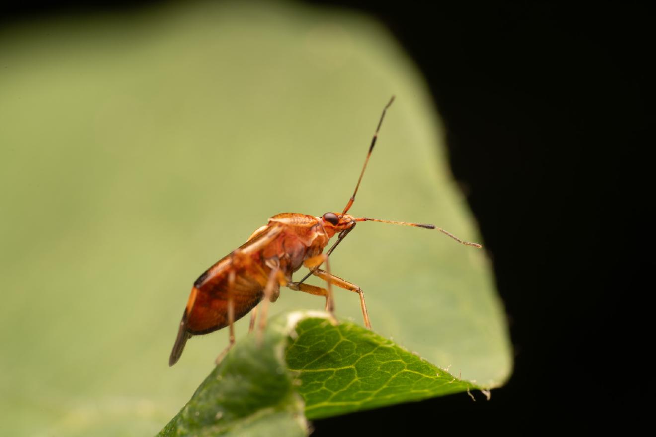 red-spotted plant bug – No. 4