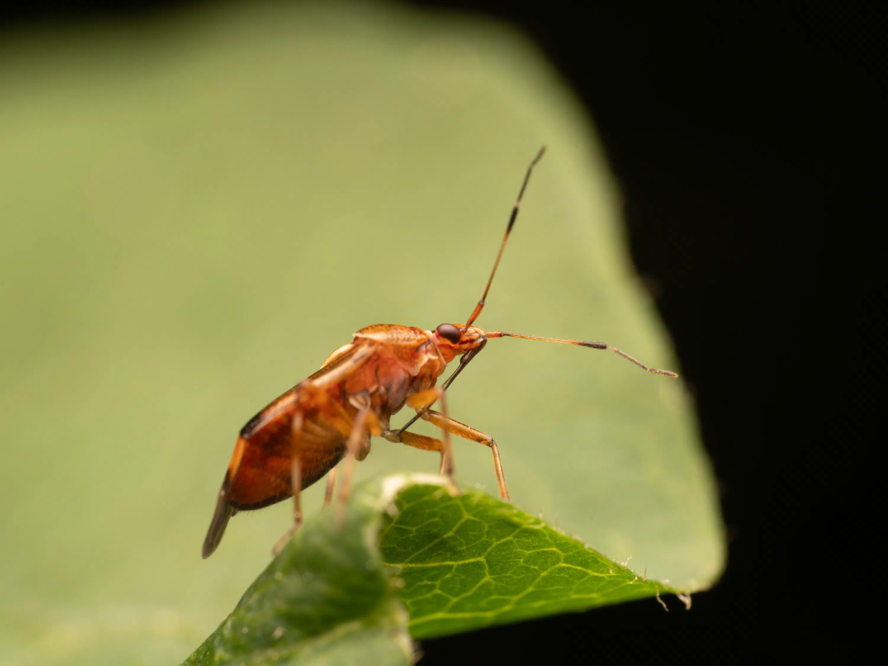 Deraeocoris ruber
