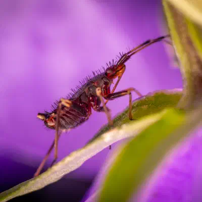 Red-spotted Plant Bug