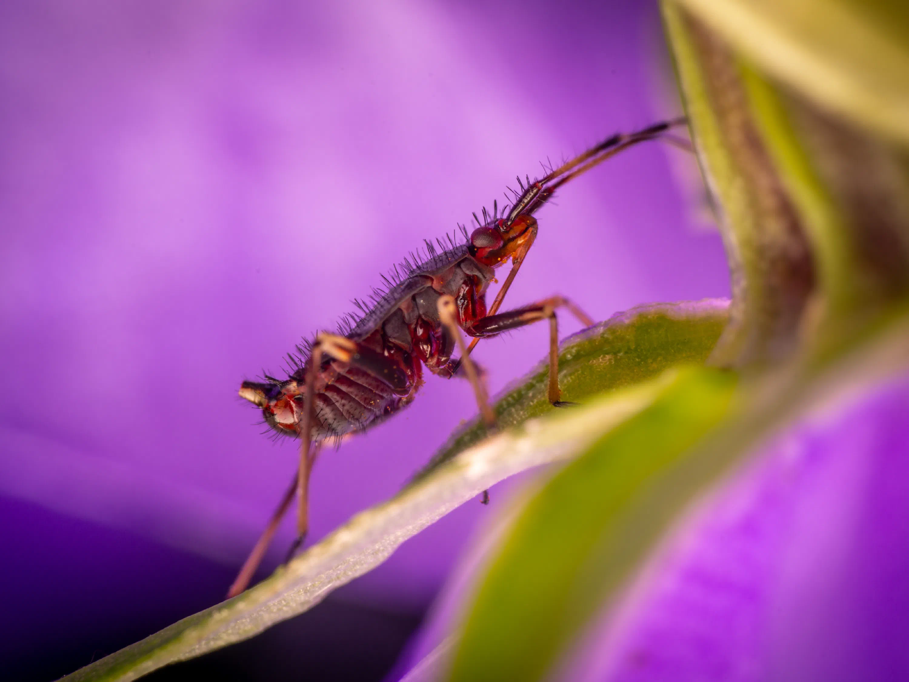 Deraeocoris ruber