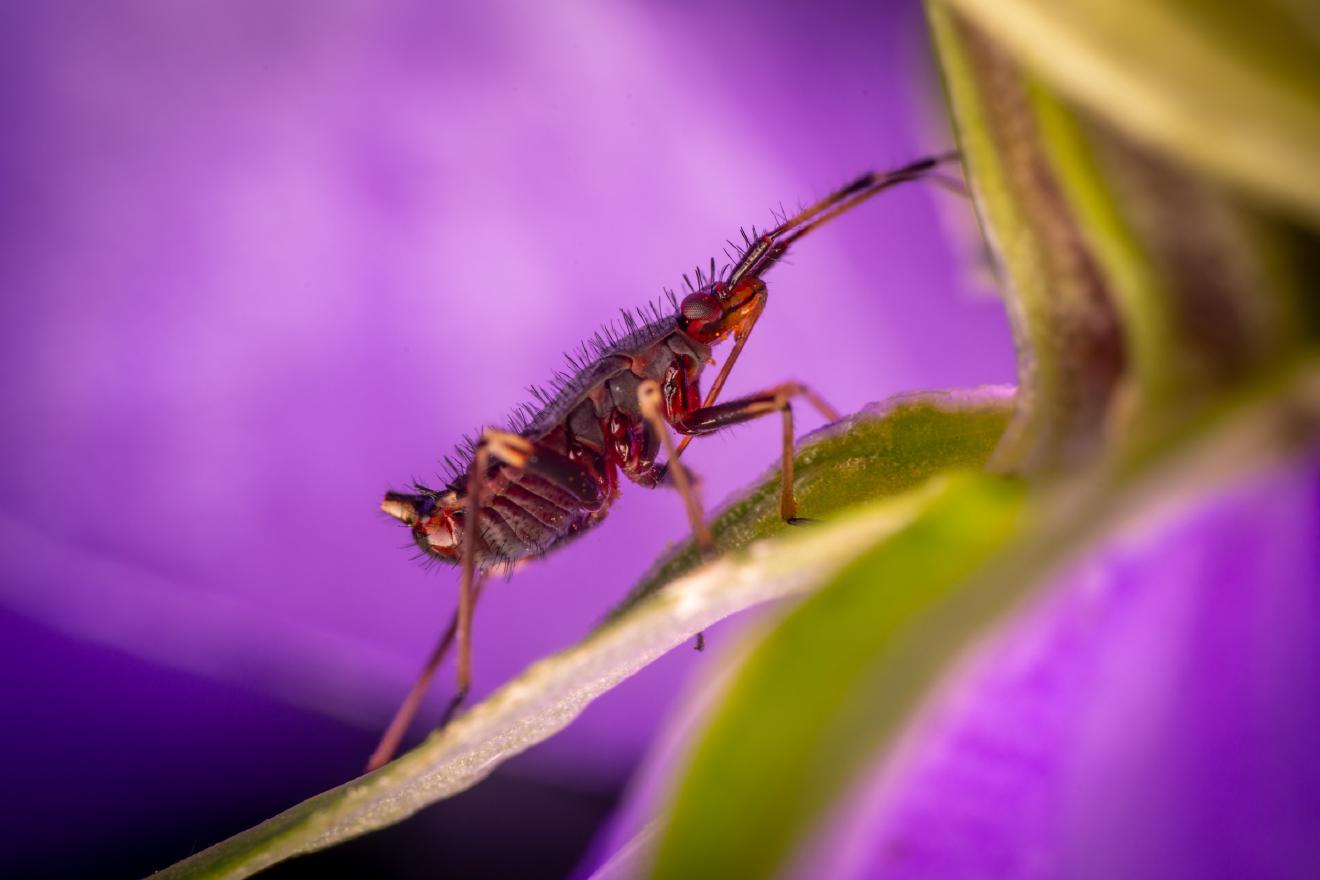 red-spotted plant bug – No. 6