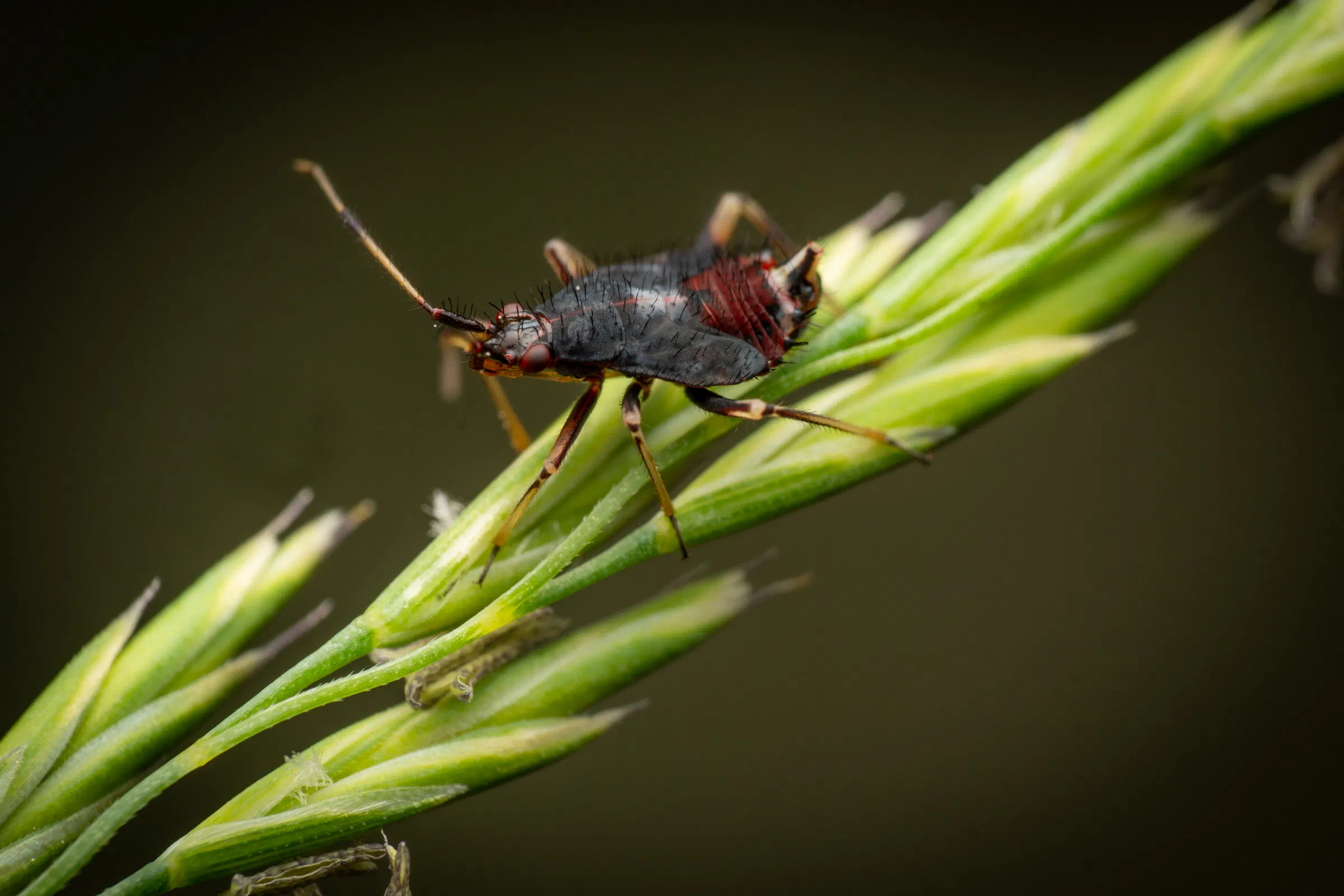 Rote Weichwanze