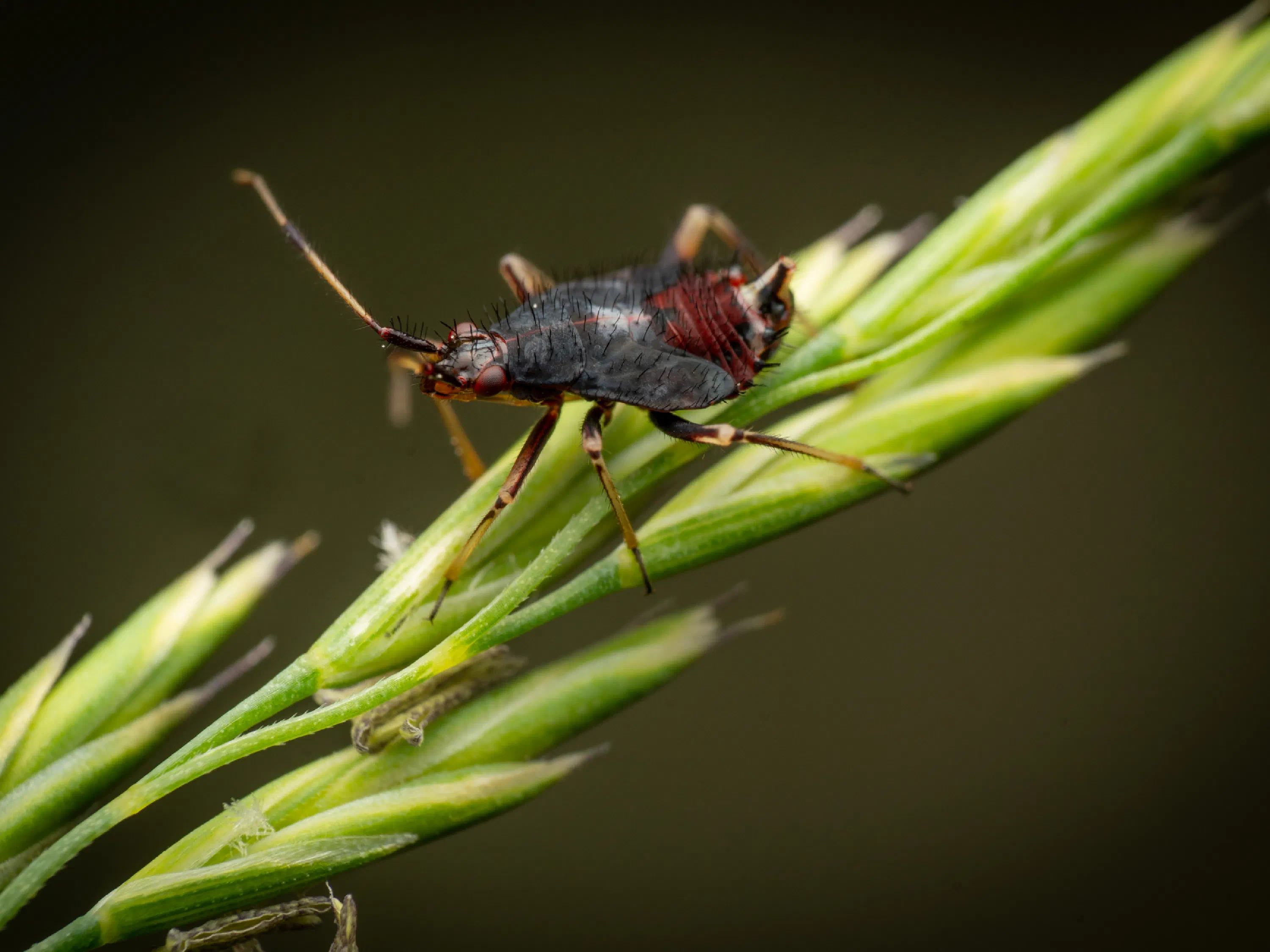 Deraeocoris ruber