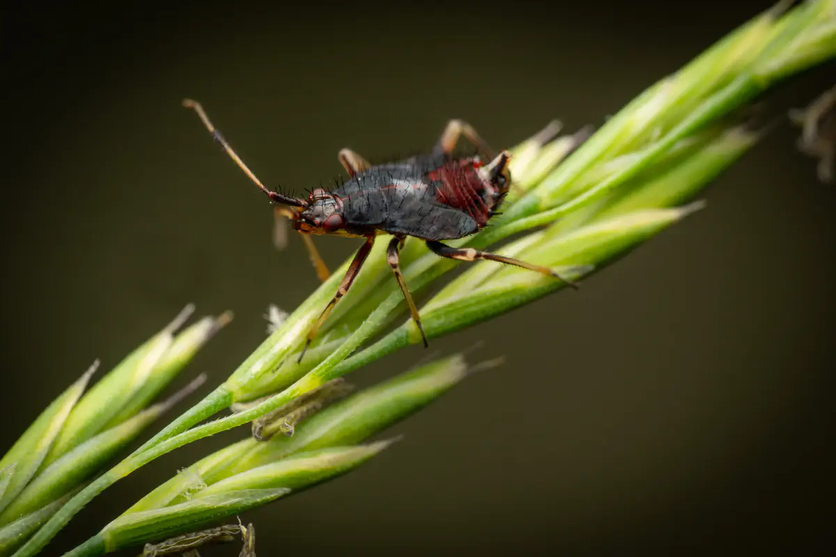 red-spotted plant bug – No. 6