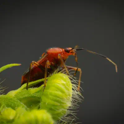 Red-spotted Plant Bug