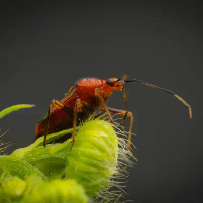 red-spotted plant bug