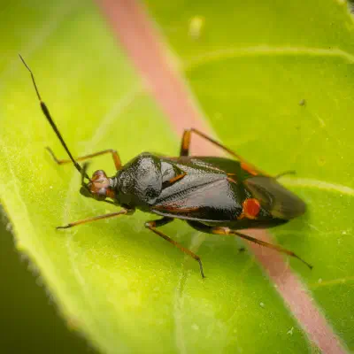 Red-spotted Plant Bug