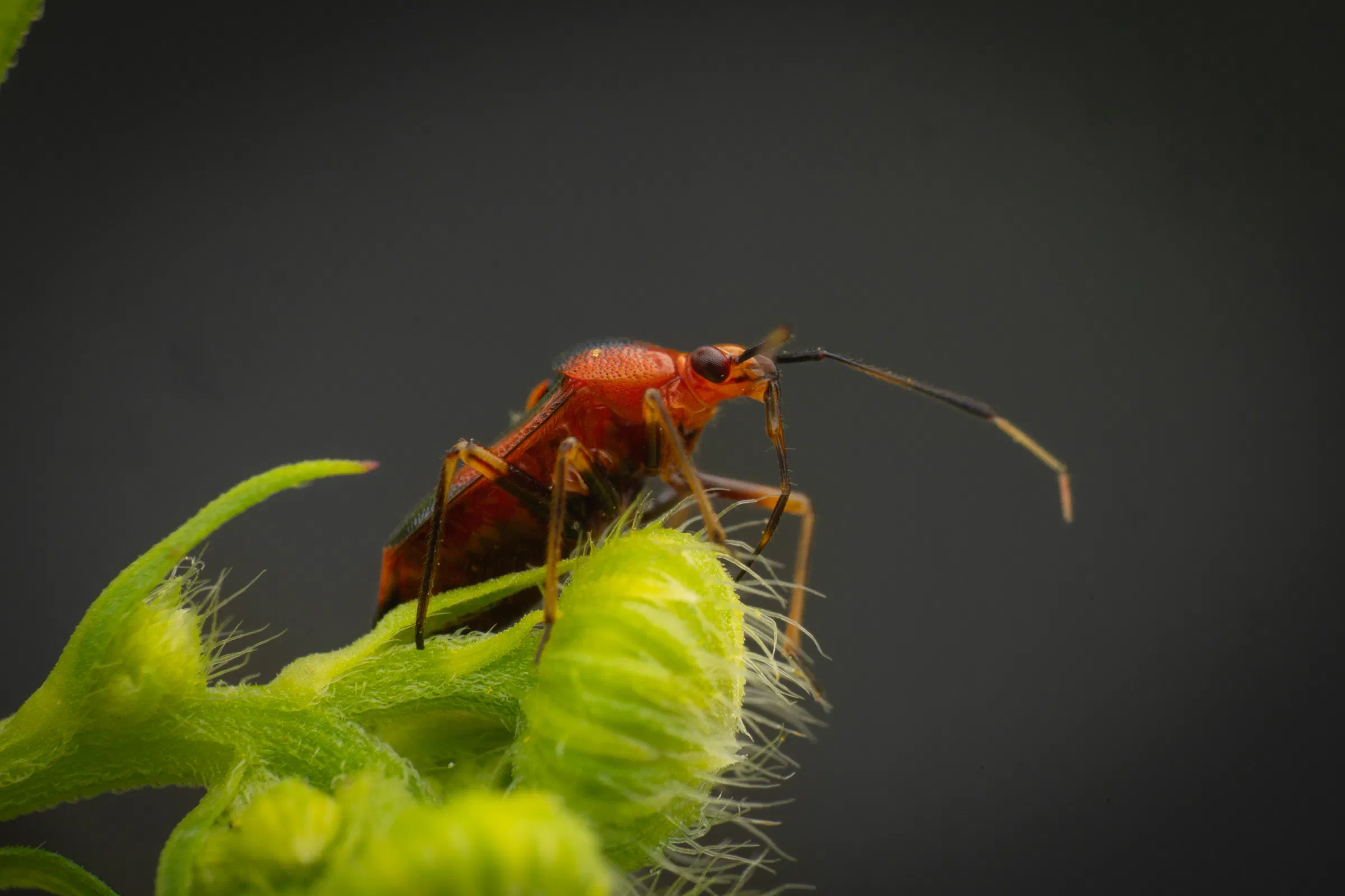 Rote Weichwanze