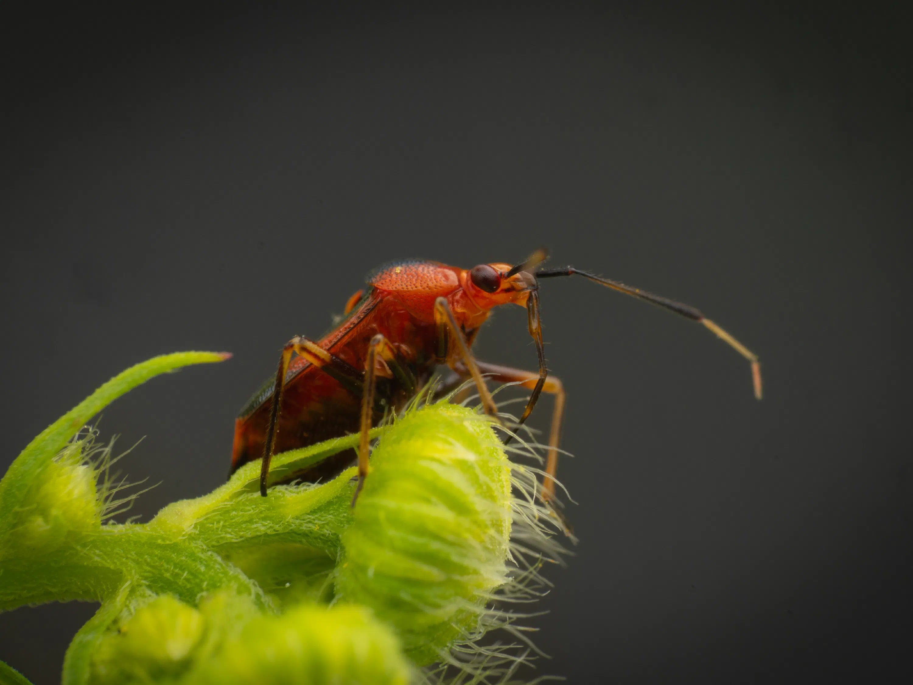 Deraeocoris ruber