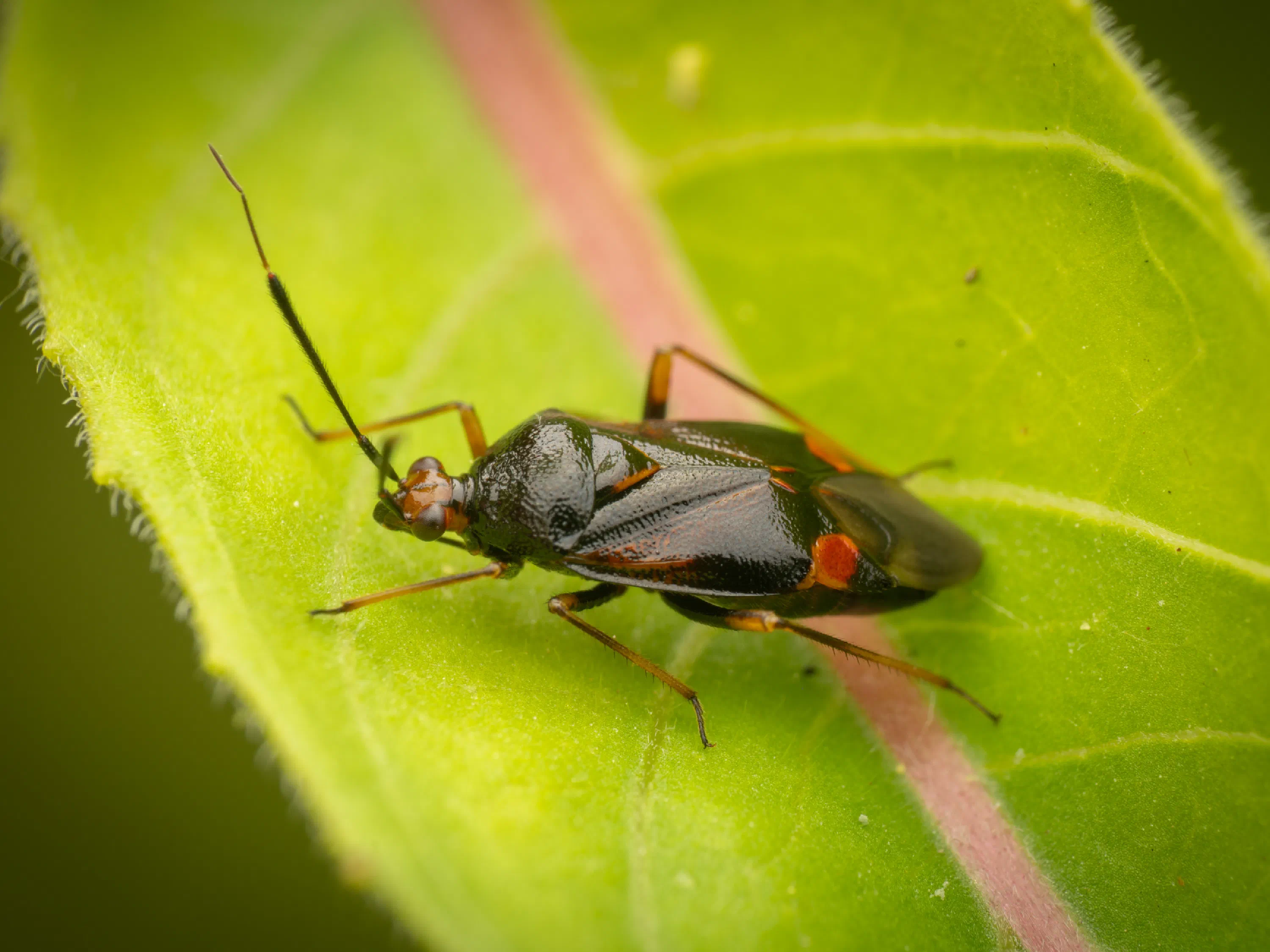 Deraeocoris ruber