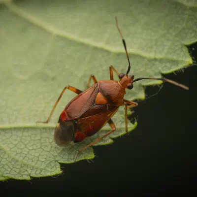 Red-spotted Plant Bug