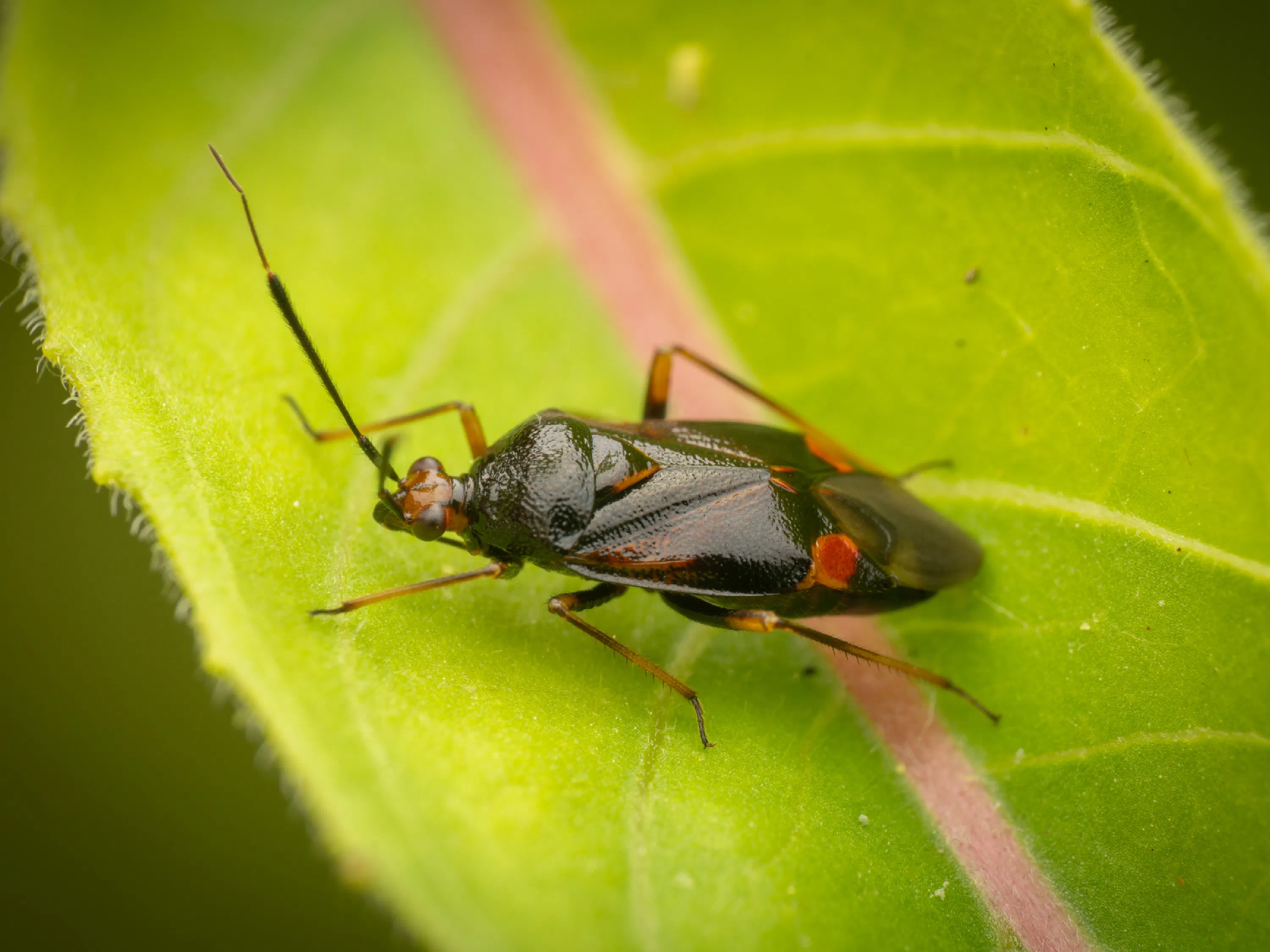 Deraeocoris ruber
