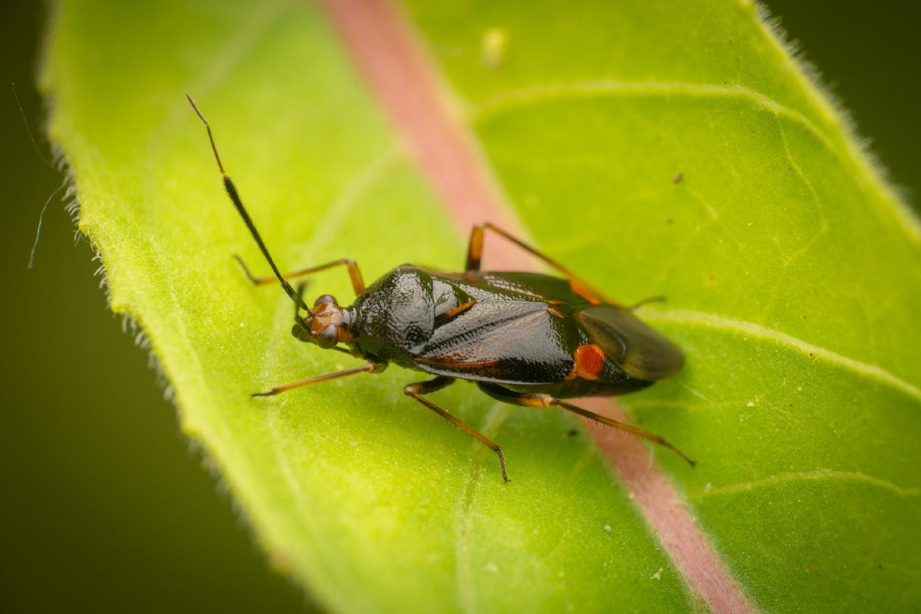 red-spotted plant bug – No. 9