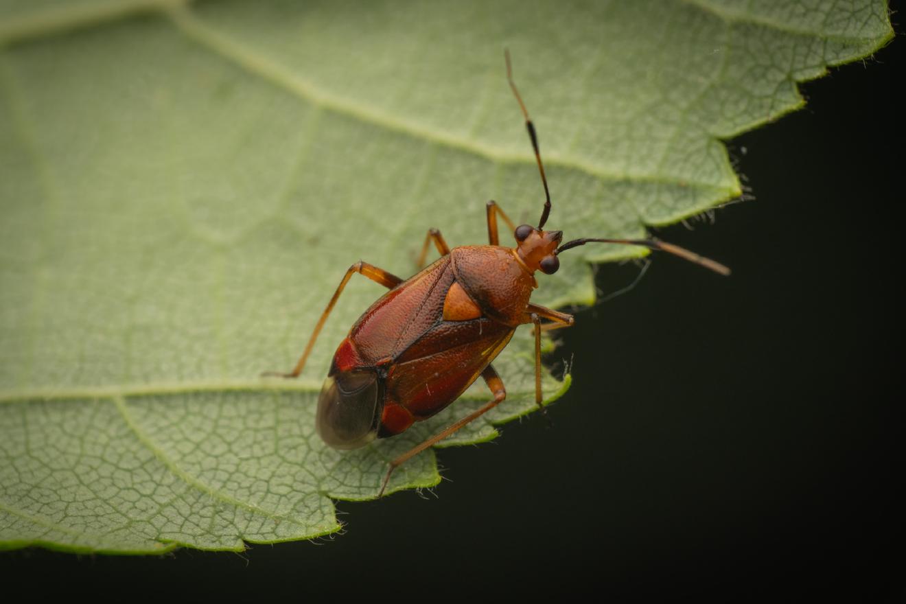 red-spotted plant bug – No. 10